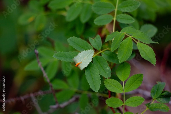 Obraz orange fungus growing on a leaf