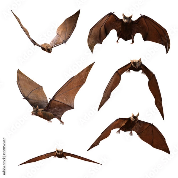 Fototapeta Collection of Bats