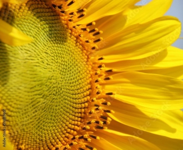 Obraz 大輪の花、ひまわりをクローズアップ