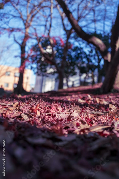 Obraz 枯れ落ちた葉に映る風景