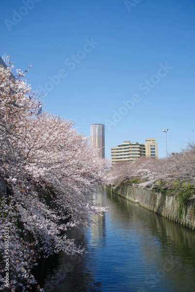 Obraz 東京の川沿いの桜並木