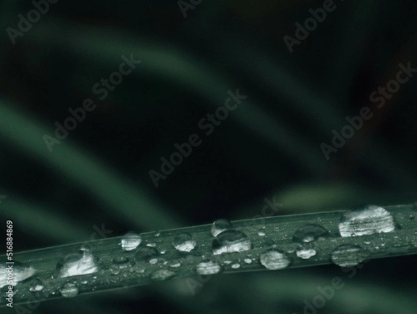 Obraz water drops on leaf