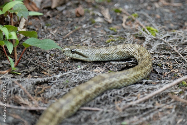 Fototapeta アオダイショウ