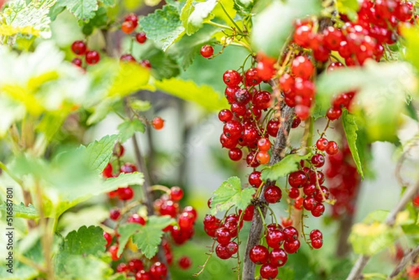 Fototapeta Ripe red currants with green leaves on a bush close-up as a background.