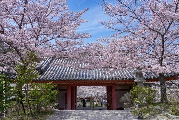 Fototapeta 満開の桜に囲まれた古い山門の情景＠奈良