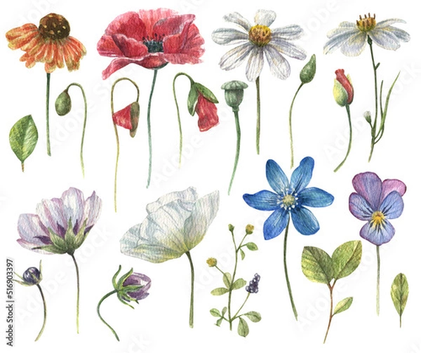 Obraz Watercolor set of field flowers chamomile, poppies with field greens. Floral, watercolor illustration isolated on white background.