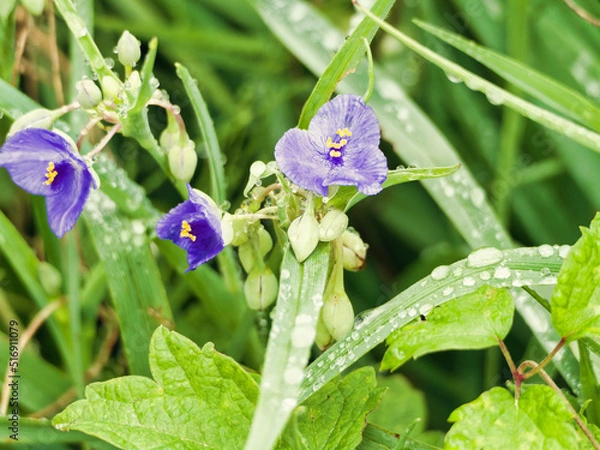 Fototapeta 도라지꽃