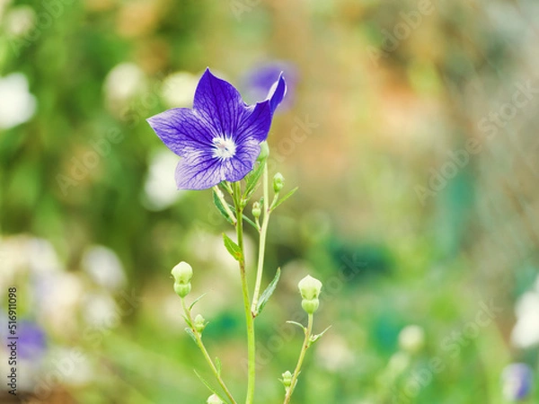 Fototapeta 도라지꽃