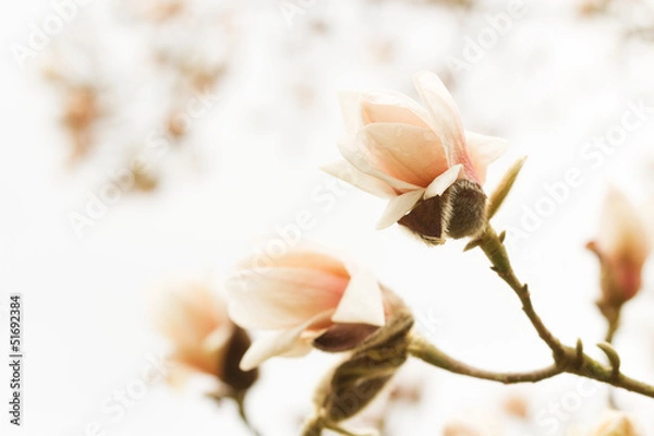 Obraz Blossoming magnolia