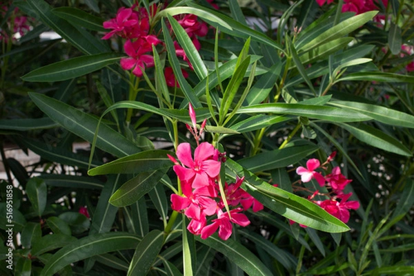 Obraz Nerium oleander flowers