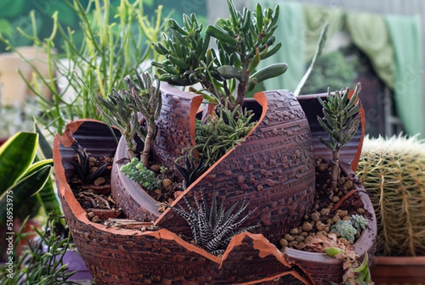 Obraz Designer composition various succulents in a crock broken vase
