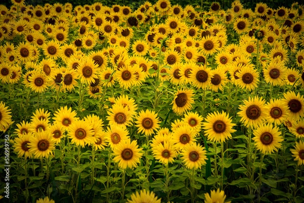 Fototapeta 八幡市のヒマワリ畑