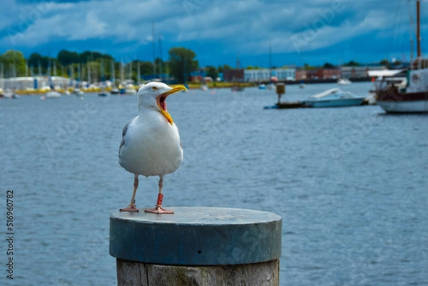 Obraz Möwe am Hafen von Eckernförde an der Ostsee