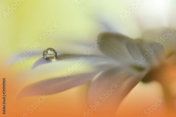 Obraz Beautiful Macro Photo.Dream Flowers.Border Art Design.Magic Light.Close up Photography.Conceptual Abstract Image.Yellow and Orange Background.Fantasy Floral Art.Creative Wallpaper.Beautiful Nature.