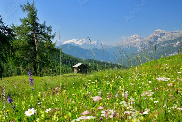 Obraz Ein Blick über eine blühende Armentara Wiese in Südtirol auf eine einsame Holzhütte und im Hintergrund sieht man die Marmolata, Sella und Sassongher ,