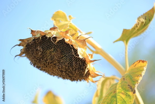 Fototapeta Ukrainian sunflower against a peaceful sky