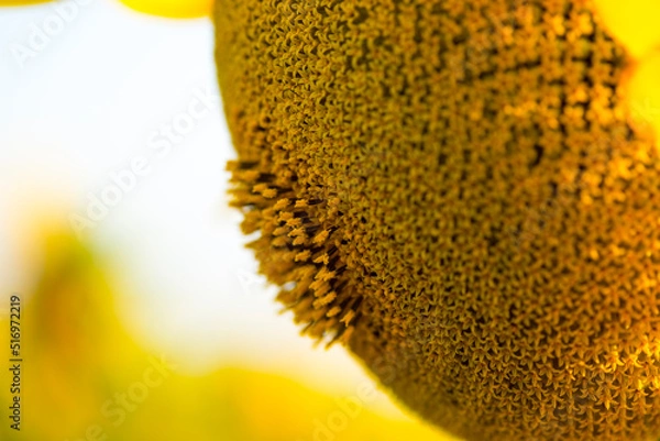 Fototapeta Ukrainian sunflower against a peaceful sky