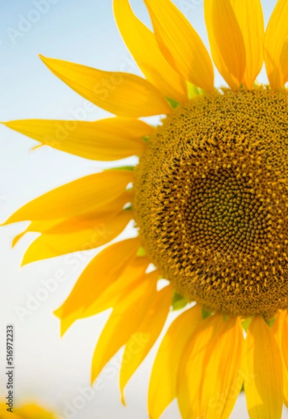 Fototapeta Ukrainian sunflower against a peaceful sky