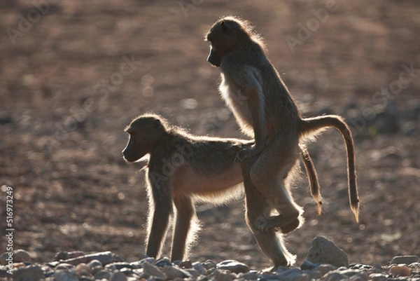 Obraz Mating baboon in the wild
