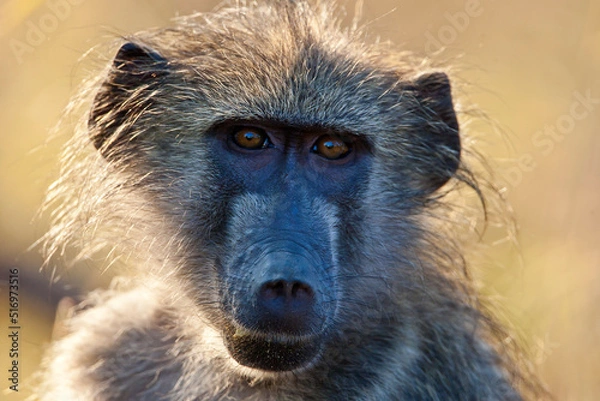 Obraz Baboon closeup in the wild