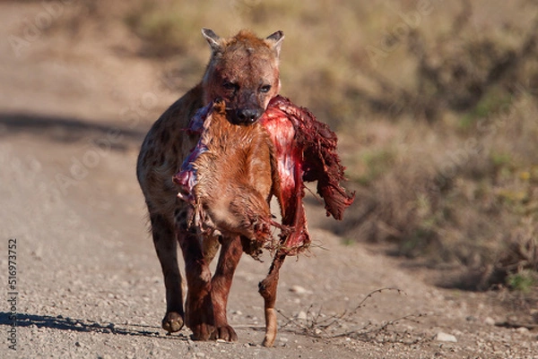 Fototapeta Hyena with carcass in the wild