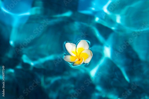 Obraz Bali, Ubud. Franjipani flowers float on a swimming pool