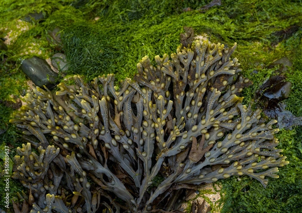 Fototapeta Close-up on bladderwrack Seaweed and green algae on the west coast of Ireland