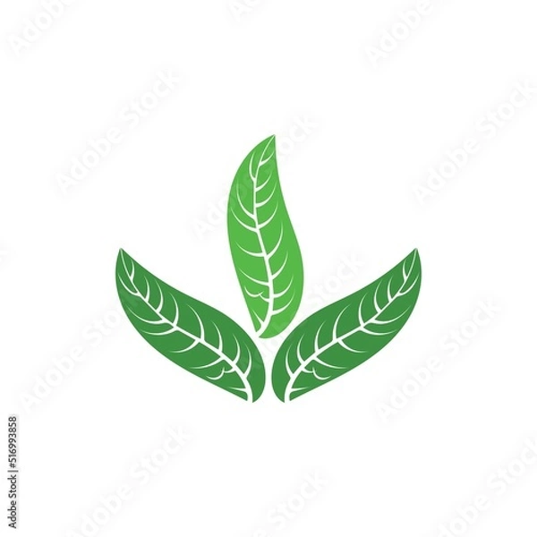 Obraz Logos of green tree leaf ecology