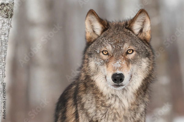 Fototapeta Portret szarego wilka (Canis lupus)