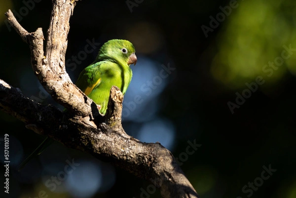 Fototapeta A Plain Parakeet perched on branch. Species Brotogeris chiriri. It is a typical parakeet of the Brazilian forest. Birdwatching. Birding. Parrot.