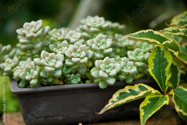 Obraz 多肉植物　寄せ植え