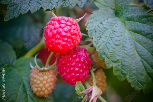 Fototapeta ripe raspberries on a green bush in summer