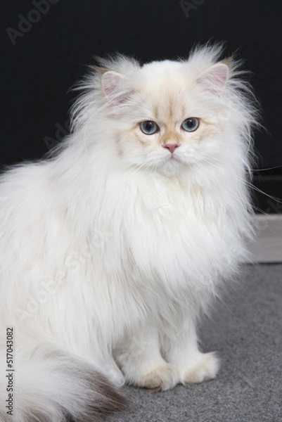 Fototapeta British longhair kitten of silver color on black background. Cute fluffy kitten with blue eyes. Pets at cozy home. Top down view web banner. Funny adorable pets cats. Postcard concept.