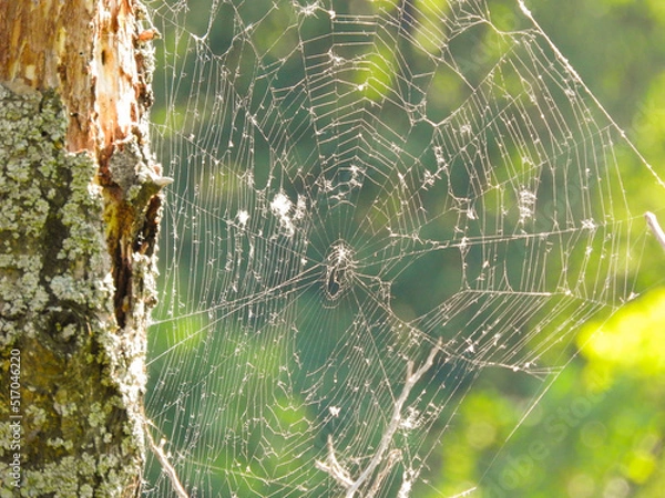 Fototapeta spider on web