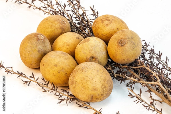 Fototapeta fresh Sapodilla fruit isolated in white background, studio lighting, macro detailing, composition with elements, no one, copy space, negative space, multiple Sapodilla isolated