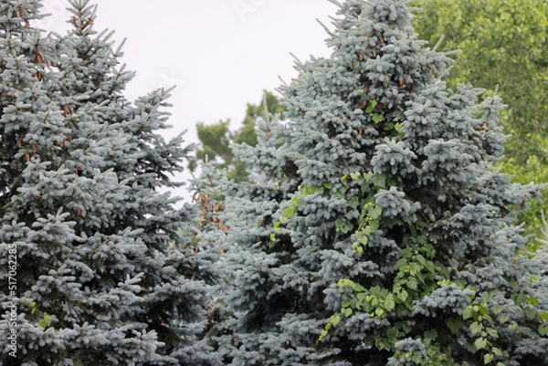 Fototapeta snow covered pine needles