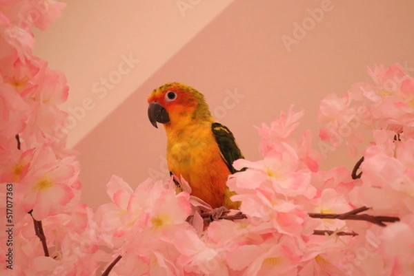 Obraz sunconure in the tree