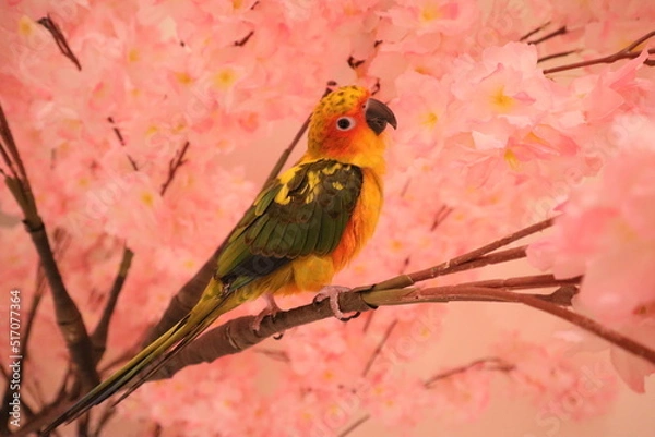 Obraz sunconure on a branch