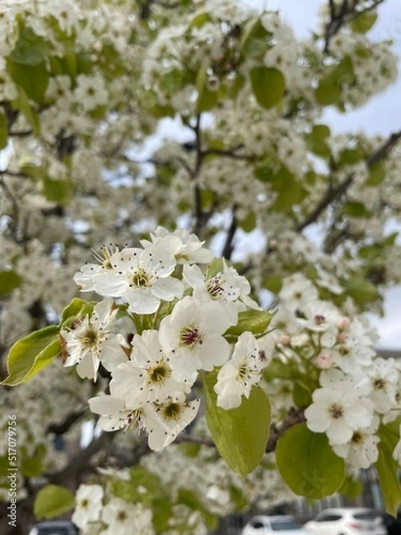 Fototapeta apple tree blossom