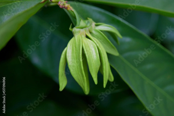 Fototapeta Close-up view of climbing Ylang-Ylang flower in bloom