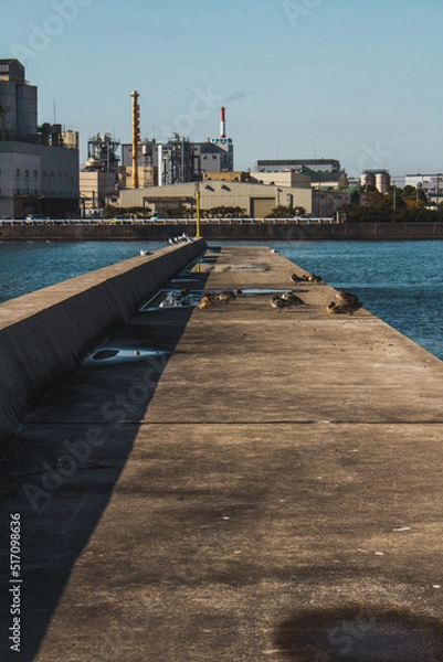 Obraz カモメと桟橋