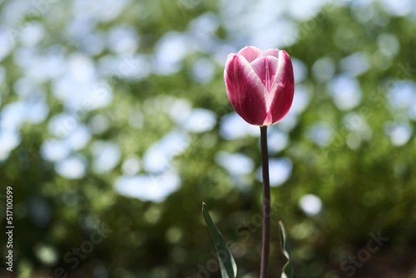 Obraz チューリップとネモフィラ