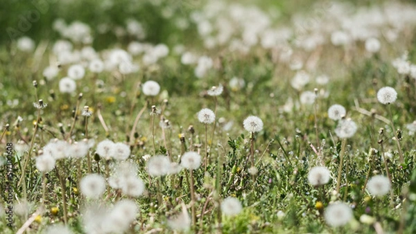 Obraz たんぽぽの綿毛