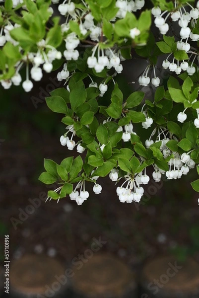 Obraz ドウダンツツジ