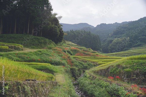 Fototapeta 赤い彼岸花の咲く日本の田舎の田園風景 長崎県東彼杵郡波佐見町鬼木棚田