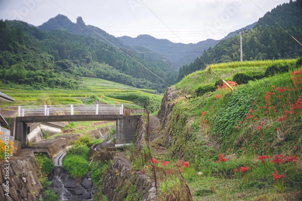 Obraz 赤い彼岸花の咲く日本の田舎の田園風景 長崎県東彼杵郡波佐見町鬼木棚田
