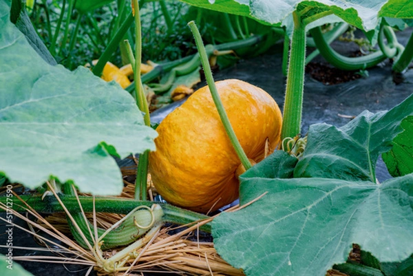 Fototapeta かぼちゃ
