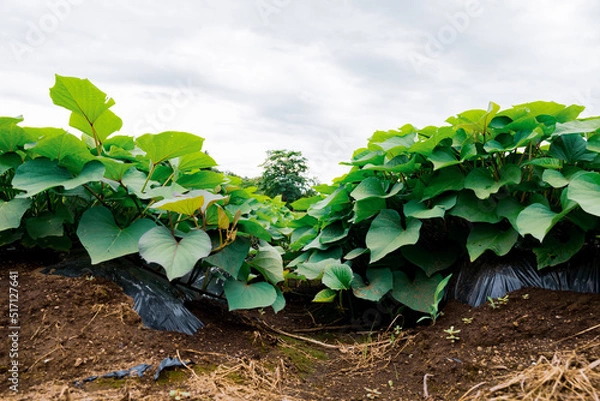 Fototapeta サツマイモ
