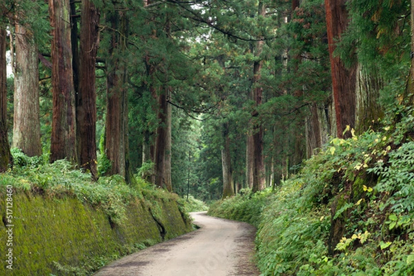 Fototapeta 日光杉並木街道の杉と道