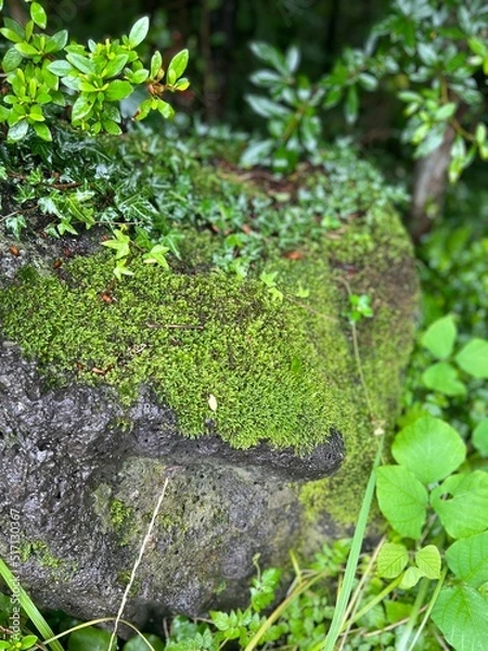 Fototapeta moss on stone